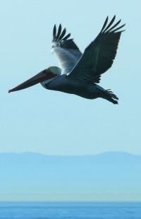 California Grey Pelican, common in Newport Beach